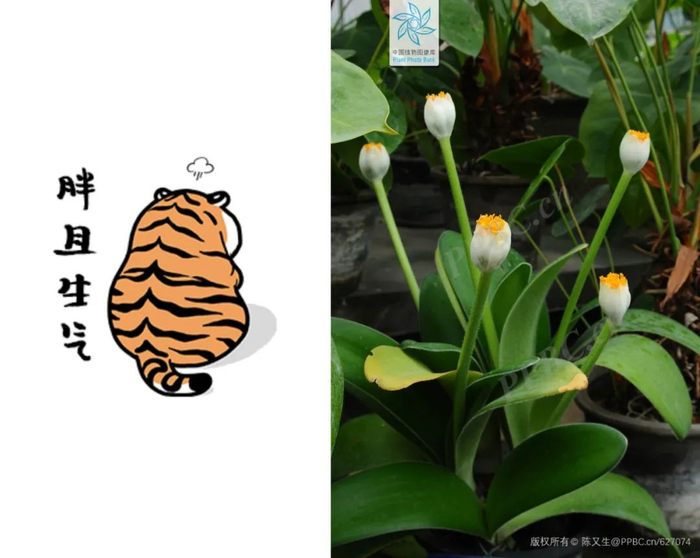 虎耳兰（图片来源：PPBC-陈又生）