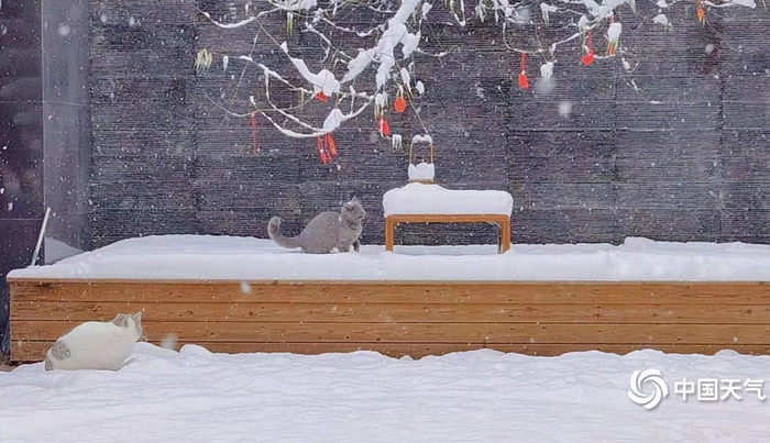 香格里拉市2022年第一场雪 余晶晶 摄