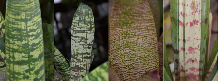 指穗凤梨属、鹦哥凤梨属、丽穗凤梨属