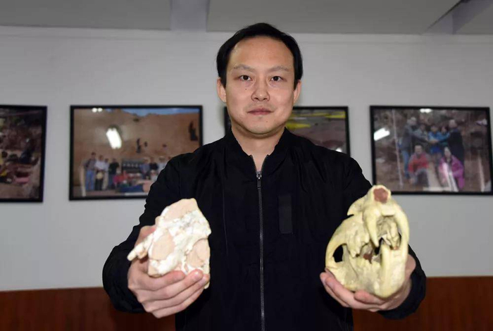 孙博阳在中科院古脊椎所展示介绍豹亚科化石标本及模型。中新社记者 孙自法 摄