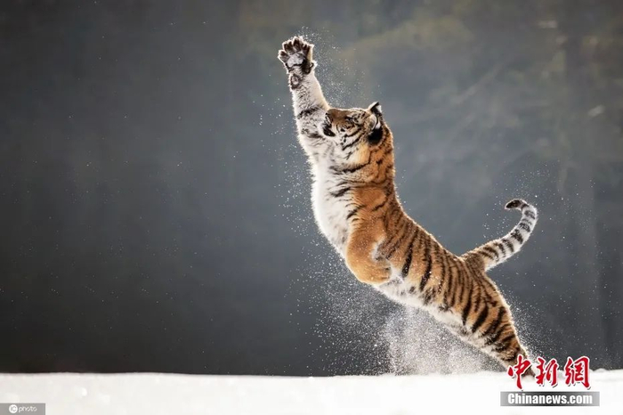 资料图：老虎在雪地玩耍。图片来源：CNSphoto