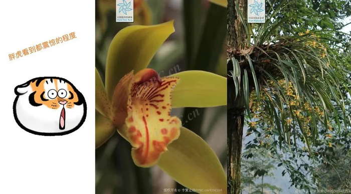 虎头兰（图片来源：PPBC-李策宏）