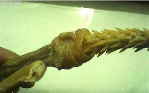 虎鞭（泛指雄性猫科动物生殖器）（图片来自网络）