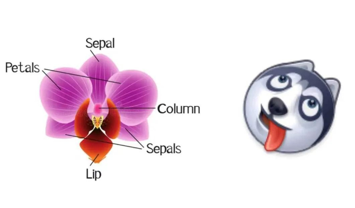 兰花结构示意图（图片来源：dreamstime）
