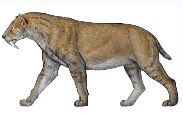 毁灭刃齿虎复原图。陈瑜 绘