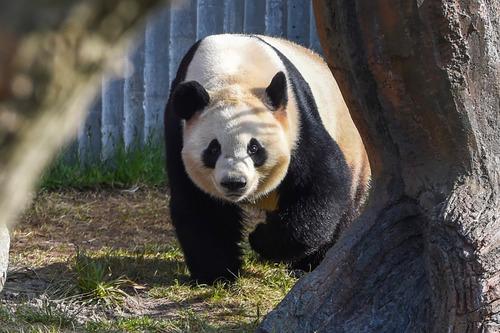 这是2019年4月10日在丹麦哥本哈根动物园熊猫馆拍摄的大熊猫“毛二”。新华社记者 郭晨 摄
