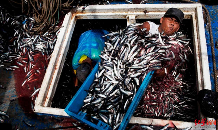 ▲在秘鲁港口El Callao卸下的凤尾鱼