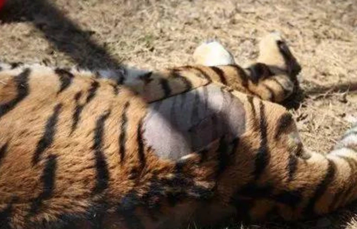 老虎剃毛之后还有黑色条纹（图源：Image: PoC.）