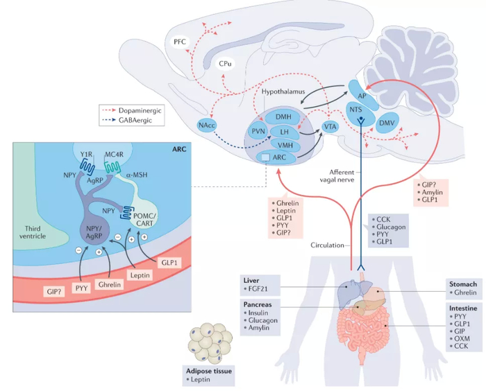 ▲人体食欲和能量利用由大脑中复杂的神经内分泌系统所控制