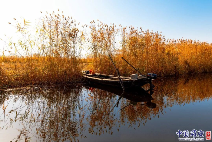 白洋淀芦苇。毛鹤然摄