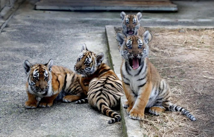 四胞胎小华南虎在华南虎苏州培育基地。新华社发（杭兴微 摄）