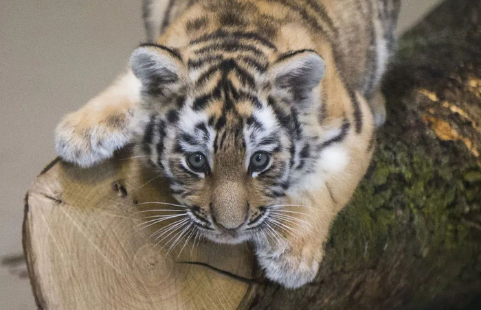 加拿大多伦多动物园的东北虎幼崽。新华社发（邹峥 摄）