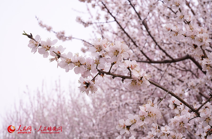 花儿朵朵开。宋烨文 摄