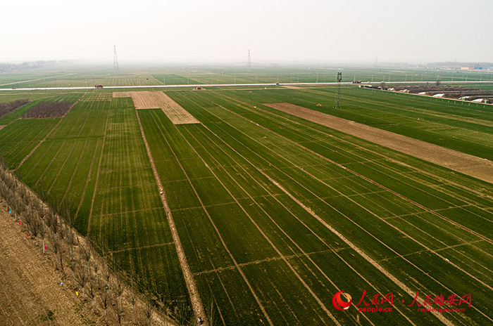 田野里小麦拔节。宋烨文 摄
