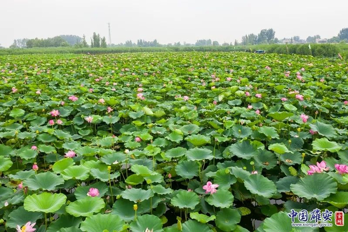 白洋淀荷花满塘。高盟 摄