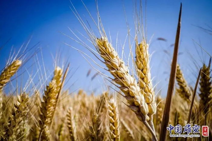 饱满的麦穗。马梦迪摄