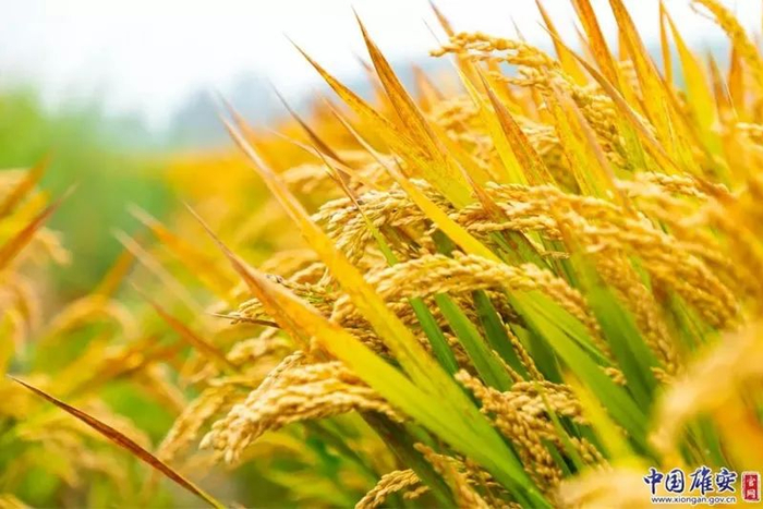 成熟的稻穗“笑”弯了腰。毛鹤然摄