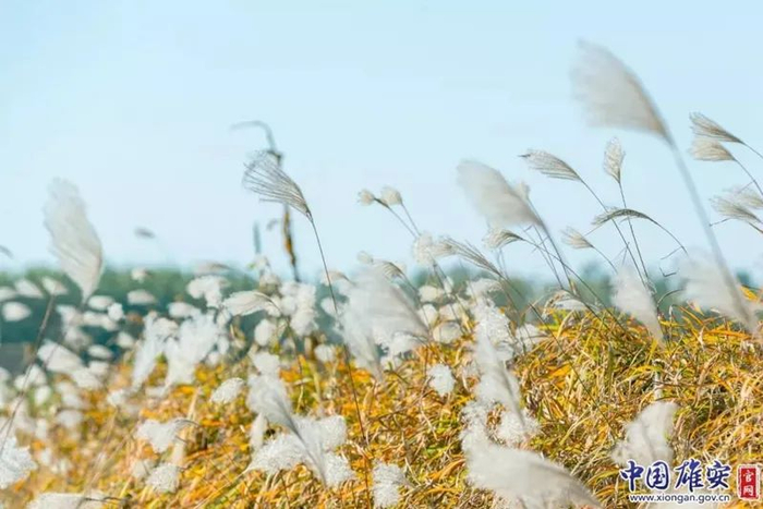秋季似雪的芦花。马梦迪摄
