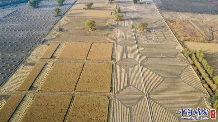 收割后的稻田形成各种有趣的几何图案。胡兰涛摄