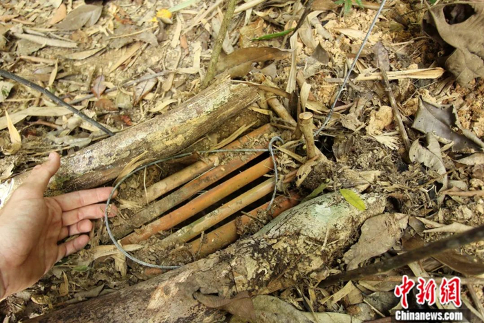 东南亚猎套危机。世界自然基金会供图