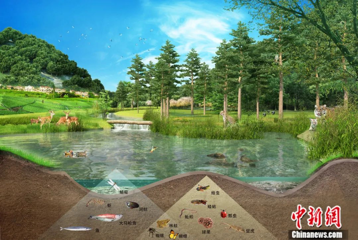 东北虎豹国家公园生物多样性结构示意图。东北虎豹国家公园供图