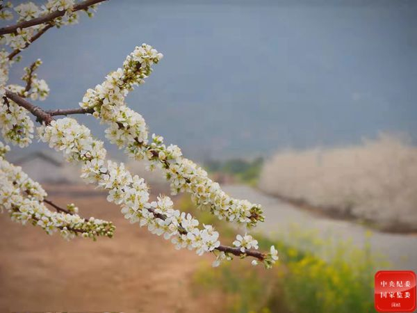 　　皎皎李花开，盈盈报春来。冰雪尤未解，此花胜雪白。立春时节，广西壮族自治区柳州市柳城县的李花已烂漫盛开，满枝的雪白花朵静静昭示着春天的到来。（广西壮族自治区柳州市柳城县纪委监委供 韦勇 摄）