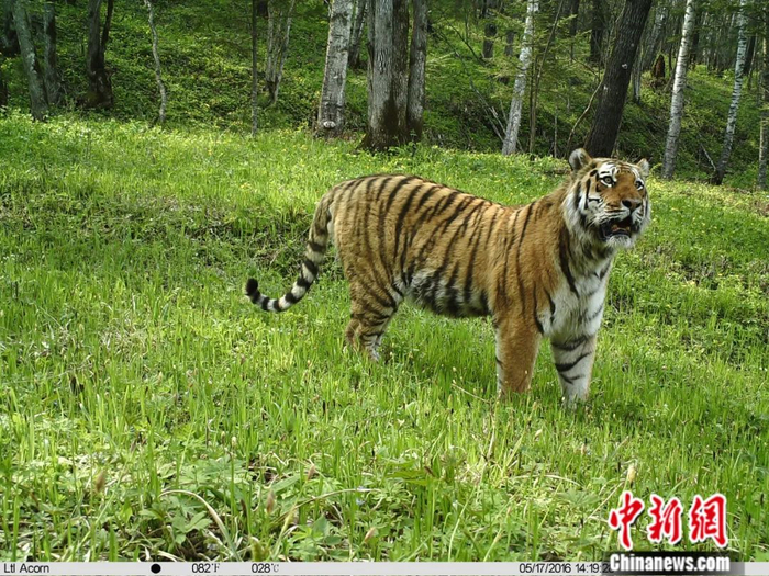 东北虎。东北虎豹国家公园供图