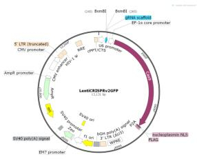  图3 LentiCRISPRv2GFP 载体信息图谱