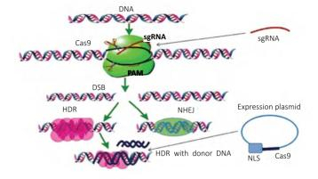  图1 CRISPR/Cas9 的结构和作用机制图