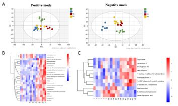  图13 牛膝3种单体I组和L组差异表达代谢物的层次聚类分析