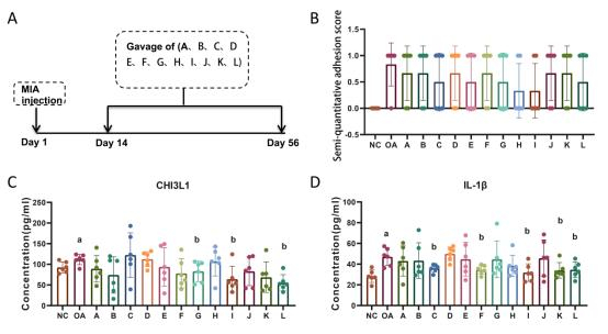  图12 牛膝3种单体不同配伍对治疗后关节粘连及炎症水平的影响