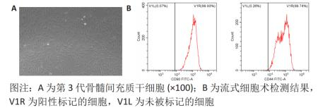  图2骨髓间充质干细胞培养及鉴定结果