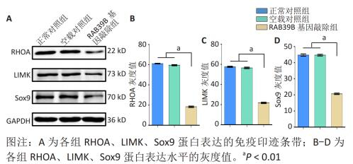  图6 Western blot 检测 CRISPR/Cas9 系统基因敲除 RAB39B后骨髓间充质干细胞软骨分化相关通路 RHOA、 LIMK、 Sox9 蛋白表达变化