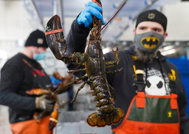 1月24日，工人在缅因州阿伦德尔镇的“龙虾公司”分拣龙虾。新华社记者王迎摄
