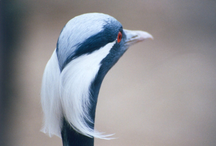 蓑羽鹤风姿绰约，是大家闺秀范儿，“耳羽”飘逸，风度翩翩（李都 摄）