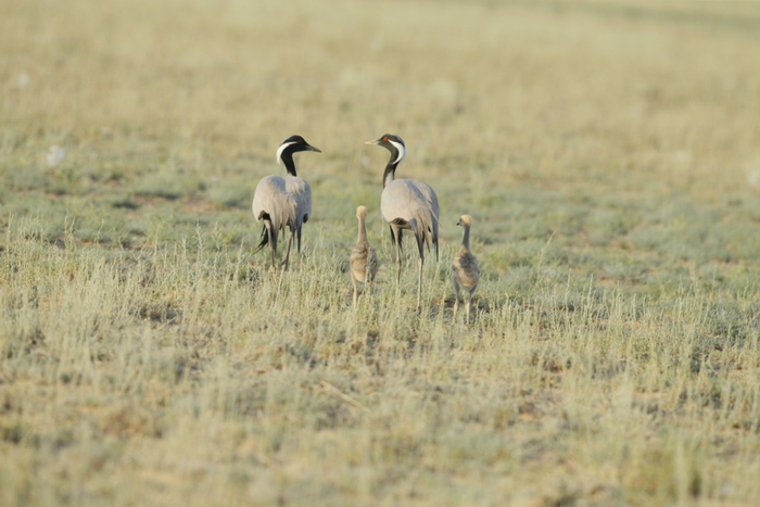 蓑羽鹤一家，幼鹤一出壳就会行走（早成性），紧随母亲身边。幼鹤的伪装色极佳，一旦遇到天敌，就地卧倒，很难被发现。（杨飞飞 摄）