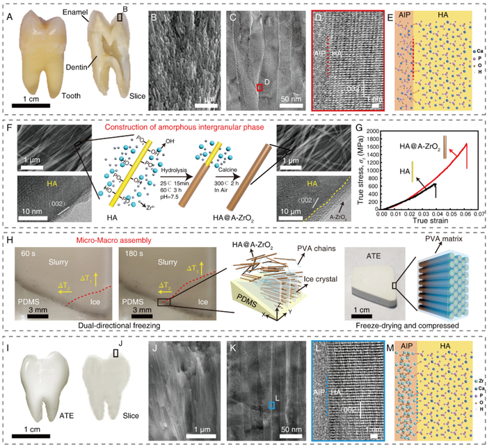 图1. 多尺度类牙釉质复合材料的设计合成及微结构表征