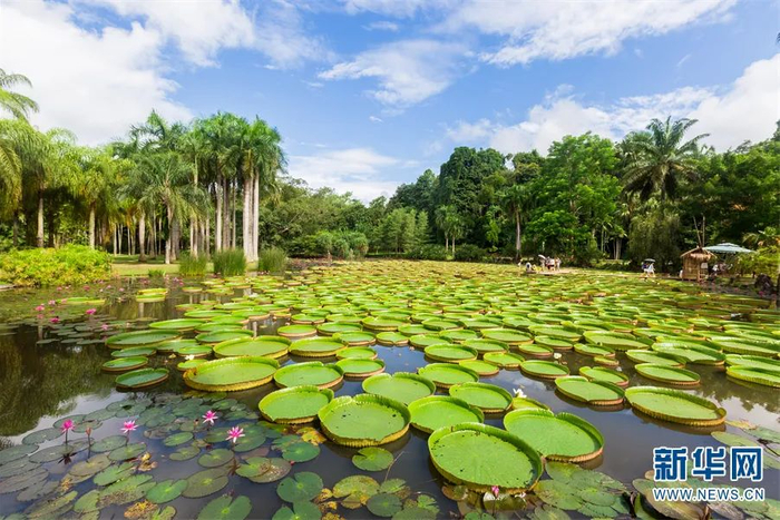 中科院版纳植物园王莲池畔。图源：新华网