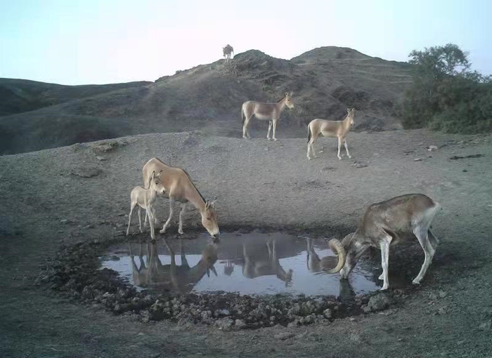 蒙古野驴与盘羊共饮一汪水（供图：卡山保护区管理中心）