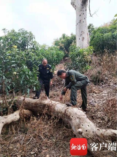 　　护林员巡查。陈悄 摄