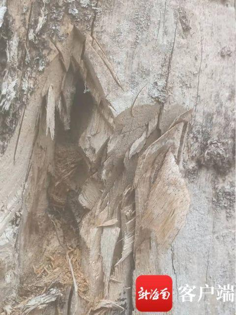 　　被砍伐的树洞。陈悄 摄