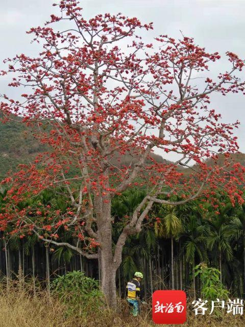 　　木棉树以前盛开的样貌。周先生供图
