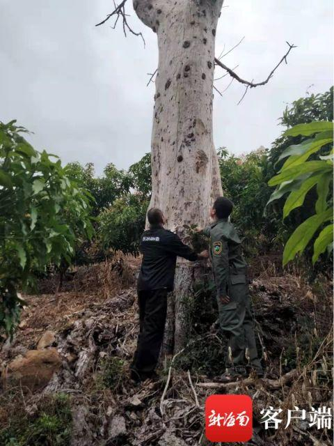 　　护林员巡查。陈悄 摄