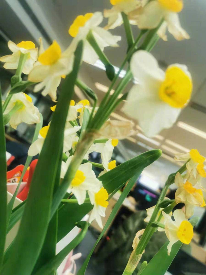 ▲ 李华养的水仙 