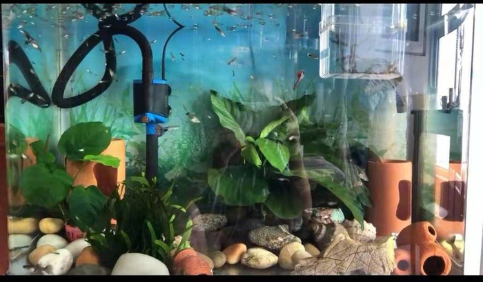 ▲ 李华喜欢养鱼、养花，他说自己的心态已经是“退休心态” 