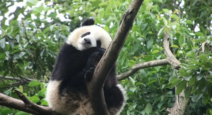 可爱的大熊猫。摄影/西哒西瓜西瓜皮，来源/图虫创意