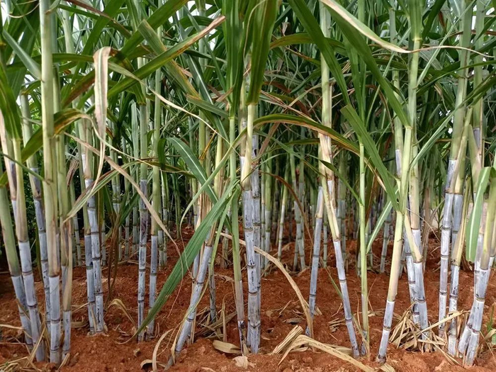 耿马甘蔗 资料图 图源：“今日临沧”微信公众号