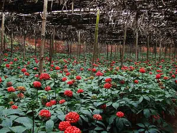 文山三七植株 资料图