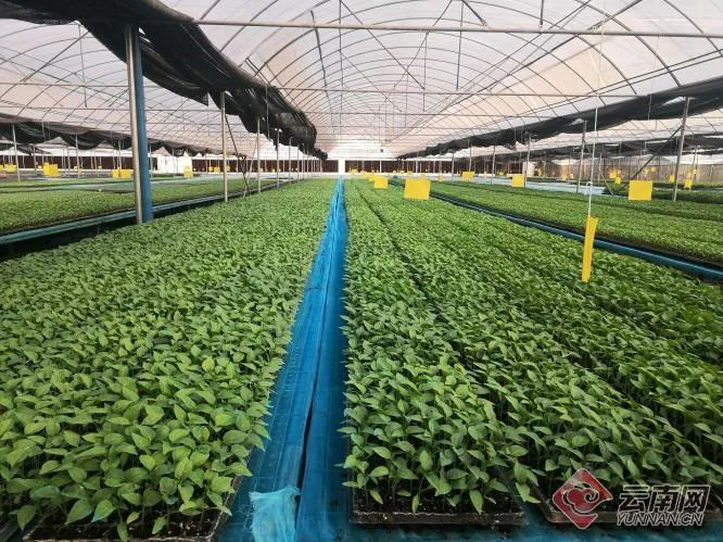 图源：元谋县人民政府门户网站