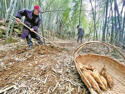     瑞岩社区河头村的挖笋达人江加兆在山间挖笋。（许天长 摄）